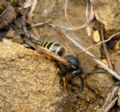 Dolichovespula media